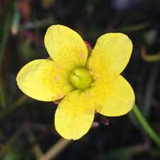 Attēlu rezultāti vaicājumam “Saxifraga hirculus flower”