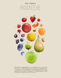 Attēlu rezultāti vaicājumam “Rosaceae”