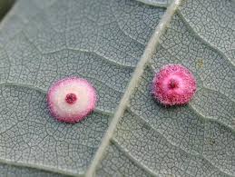 Attēlu rezultāti vaicājumam “Neuroterus albipes”