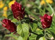 Attēlu rezultāti vaicājumam “Juncus nastanthus”