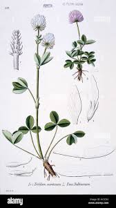 Attēlu rezultāti vaicājumam “Trifolium montanum”