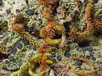 Attēlu rezultāti vaicājumam “Bacidia subincompta”