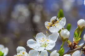 Attēlu rezultāti vaicājumam “Prunus cerasifera var. divaricata”