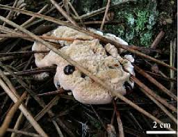 Attēlu rezultāti vaicājumam “Hydnellum ferrugineum”