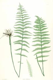 Attēlu rezultāti vaicājumam “Thelypteris palustris”