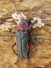 Attēlu rezultāti vaicājumam “Cantharis rustica imago”