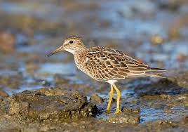 Image result for Calidris melanotos