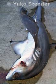 Image result for Alopias pelagicus