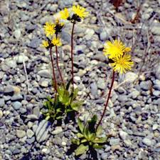 Attēlu rezultāti vaicājumam “Hieracium”
