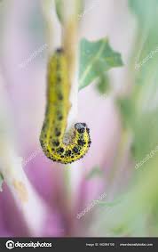 Attēlu rezultāti vaicājumam “Pieris rapae larva”