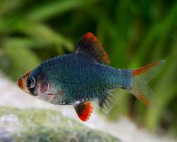 Image result for Barbus barbus