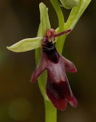 Attēlu rezultāti vaicājumam “Ophrys insectifera”