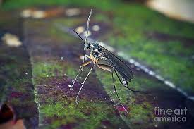 Attēlu rezultāti vaicājumam “Mycetophilidae”