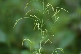 Attēlu rezultāti vaicājumam “Milium effusum flower”