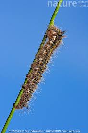 Attēlu rezultāti vaicājumam “Euthrix potatoria larva”