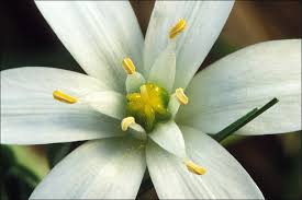 Attēlu rezultāti vaicājumam “Ornithogalum umbellatum flower”