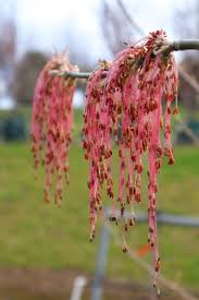 Attēlu rezultāti vaicājumam “Acer negundo male flower”