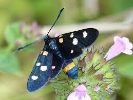 Attēlu rezultāti vaicājumam “Zygaena sp.”
