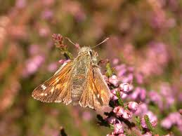 Attēlu rezultāti vaicājumam “Ochlodes sylvanus female”