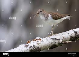 Attēlu rezultāti vaicājumam “Actitis hypoleucos adult”