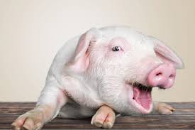Bildresultat för pigs