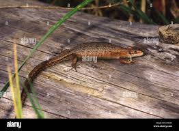 Attēlu rezultāti vaicājumam “Lacerta vivipara female”