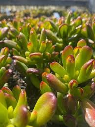 Image result for Crassula hobbit