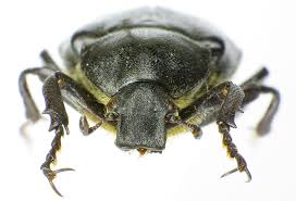 Attēlu rezultāti vaicājumam “Gnorimus variabilis”