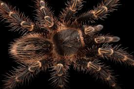 Image result for spider