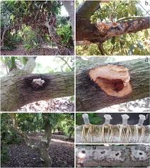 Attēlu rezultāti vaicājumam “Euura acutifoliae”