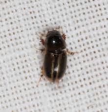 Attēlu rezultāti vaicājumam “Aphodius subterraneus”