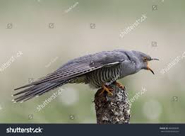 Attēlu rezultāti vaicājumam “Cuculus canorus adult”