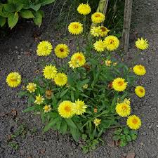 Image result for Helichrysum bracteatum