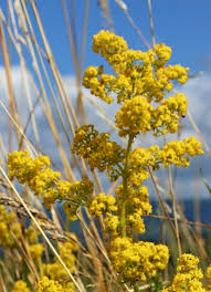 Attēlu rezultāti vaicājumam “Galium verum flower”