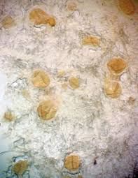 Attēlu rezultāti vaicājumam “Lycogala cf. oleocrystalliferum”