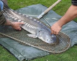 Image result for Acipenser transmontanus