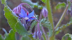 Image result for Borretsch