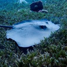 Image result for Bathytoshia centroura