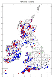 Attēlu rezultāti vaicājumam “Ramalina calicaris”