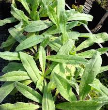 Attēlu rezultāti vaicājumam “Echium vulgare leaf”
