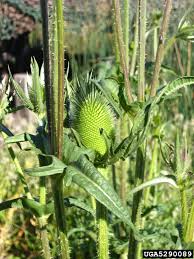 Image result for Dipsacus laciniatus