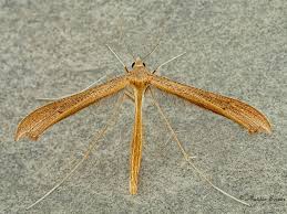 Attēlu rezultāti vaicājumam “Stenoptilia pterodactyla”