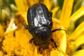 Attēlu rezultāti vaicājumam “Oxythyrea funesta imago”