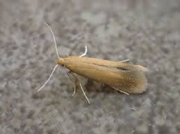 Attēlu rezultāti vaicājumam “Tischeria ekebladella”