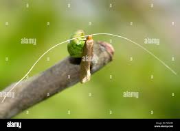 Attēlu rezultāti vaicājumam “Nematopogon sp.”