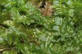 Attēlu rezultāti vaicājumam “Barbilophozia barbata”