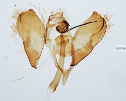 Attēlu rezultāti vaicājumam “Depressaria depressana”