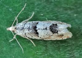 Attēlu rezultāti vaicājumam “Epinotia bilunana”