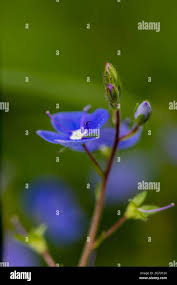 Attēlu rezultāti vaicājumam “Veronica agrestis flower”