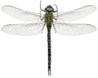 Attēlu rezultāti vaicājumam “Brachytron pratense”